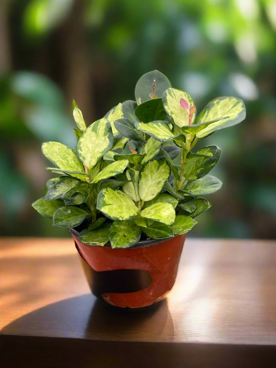 Hoya 'Lisa'