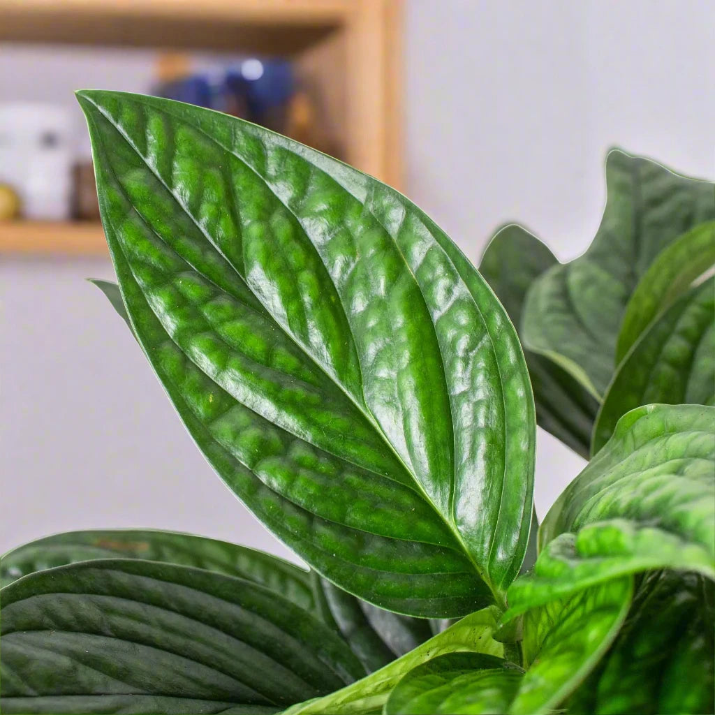 Monstera 'Peru'