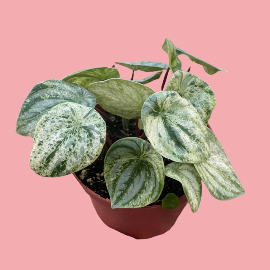Peperomia 'Watermelon Variegated'
