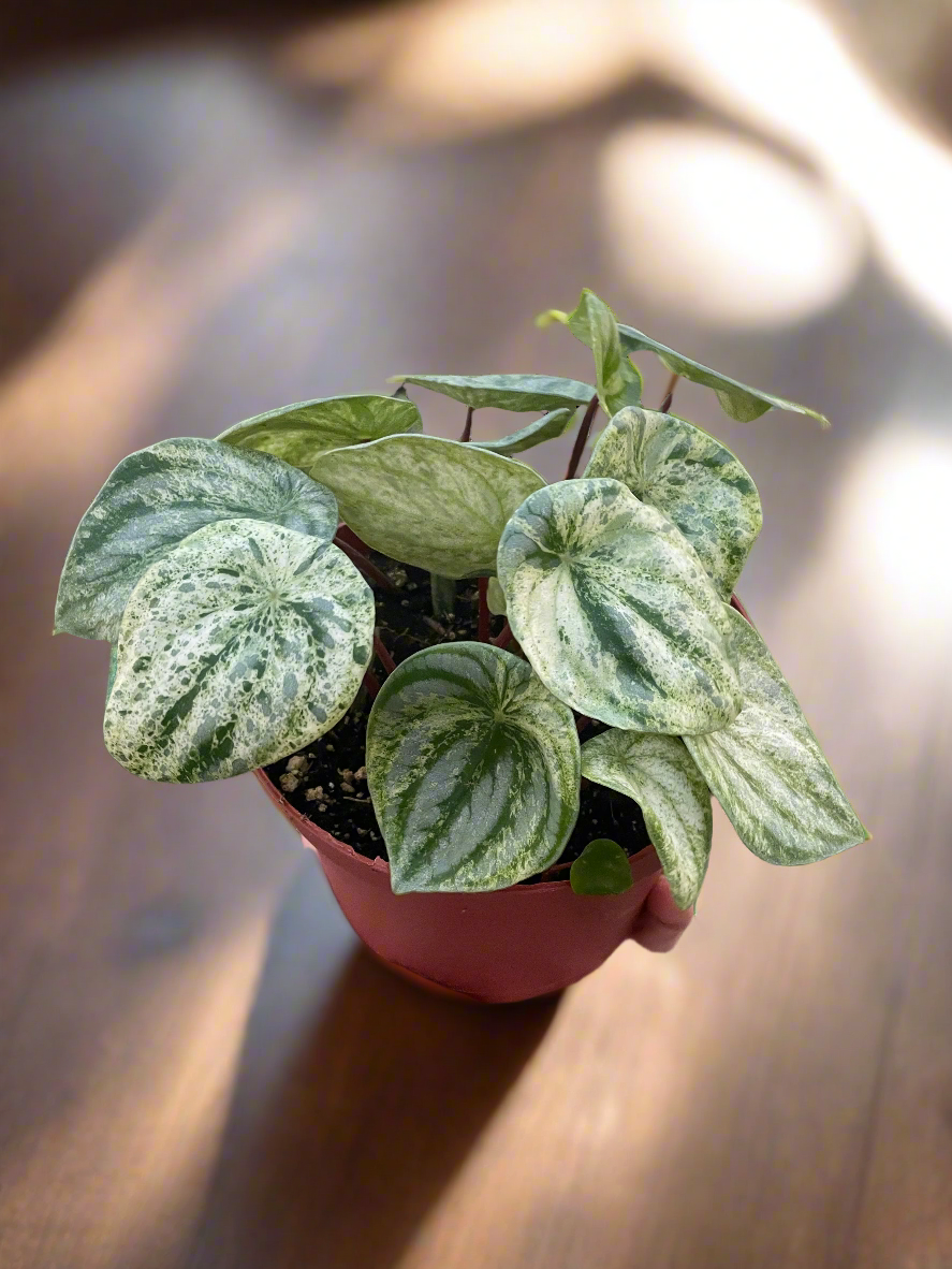 Peperomia 'Watermelon Variegated'