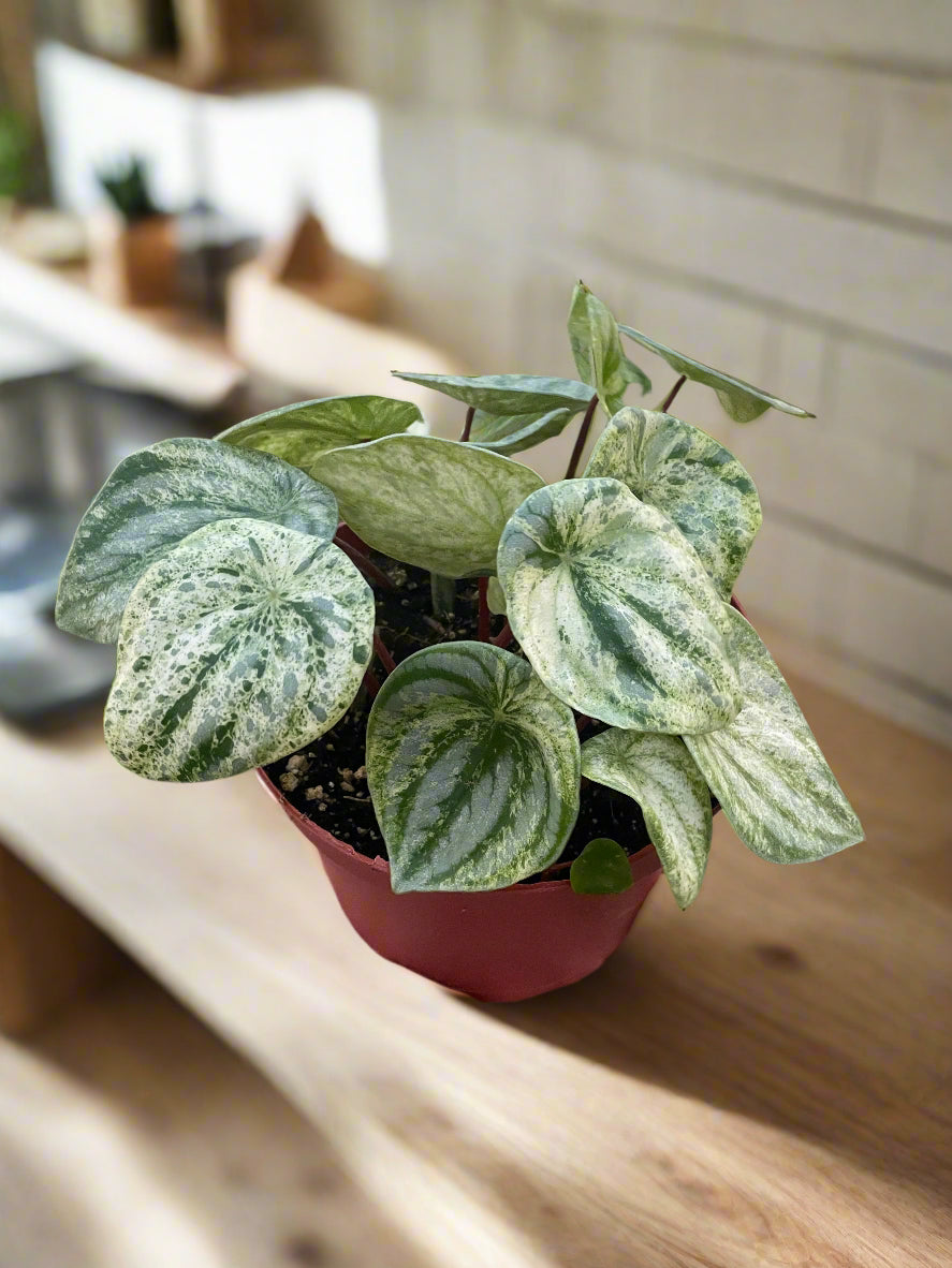 Peperomia 'Watermelon Variegated'