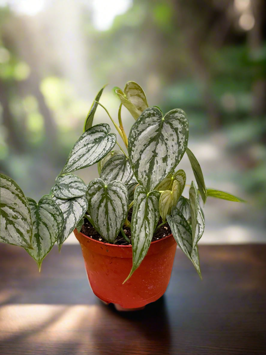 Philodendron 'Brandi'