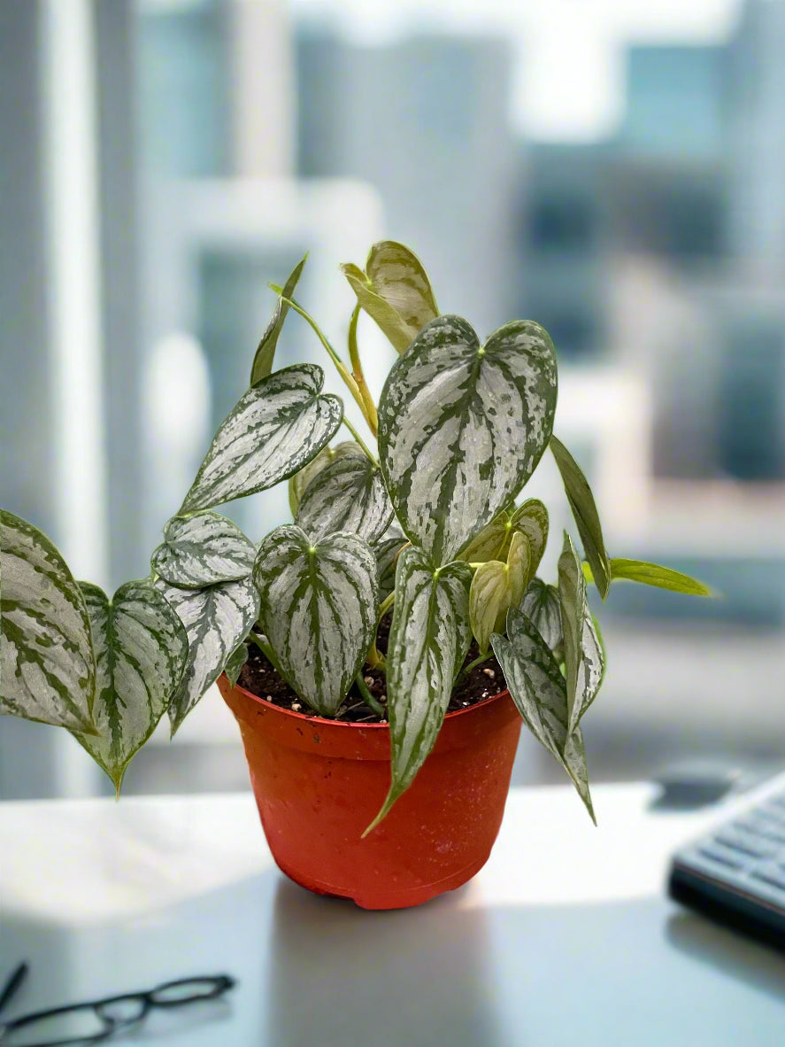 Philodendron 'Brandi'