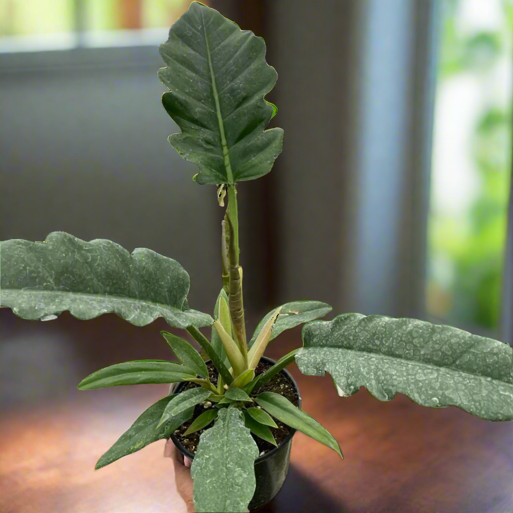 Philodendron 'Jungle Boogie'