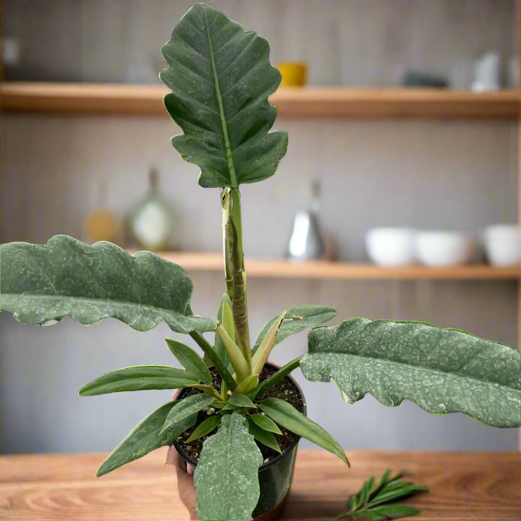 Philodendron 'Jungle Boogie'