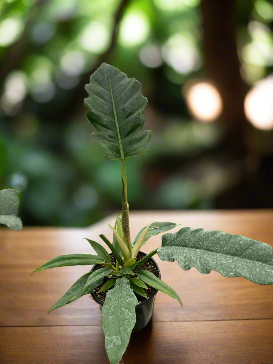 Philodendron 'Jungle Boogie'