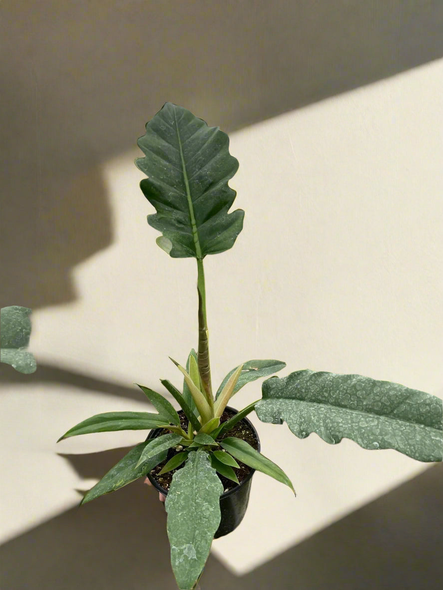 Philodendron 'Jungle Boogie'