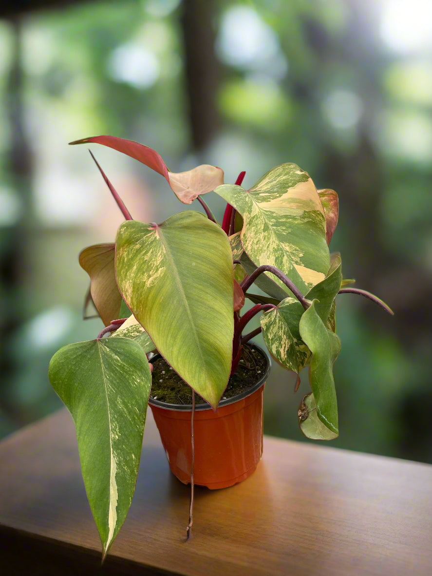 Philodendron 'Strawberry Shake'