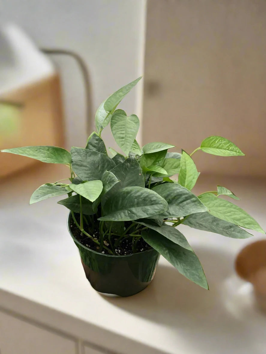 Pothos 'Cebu Blue'