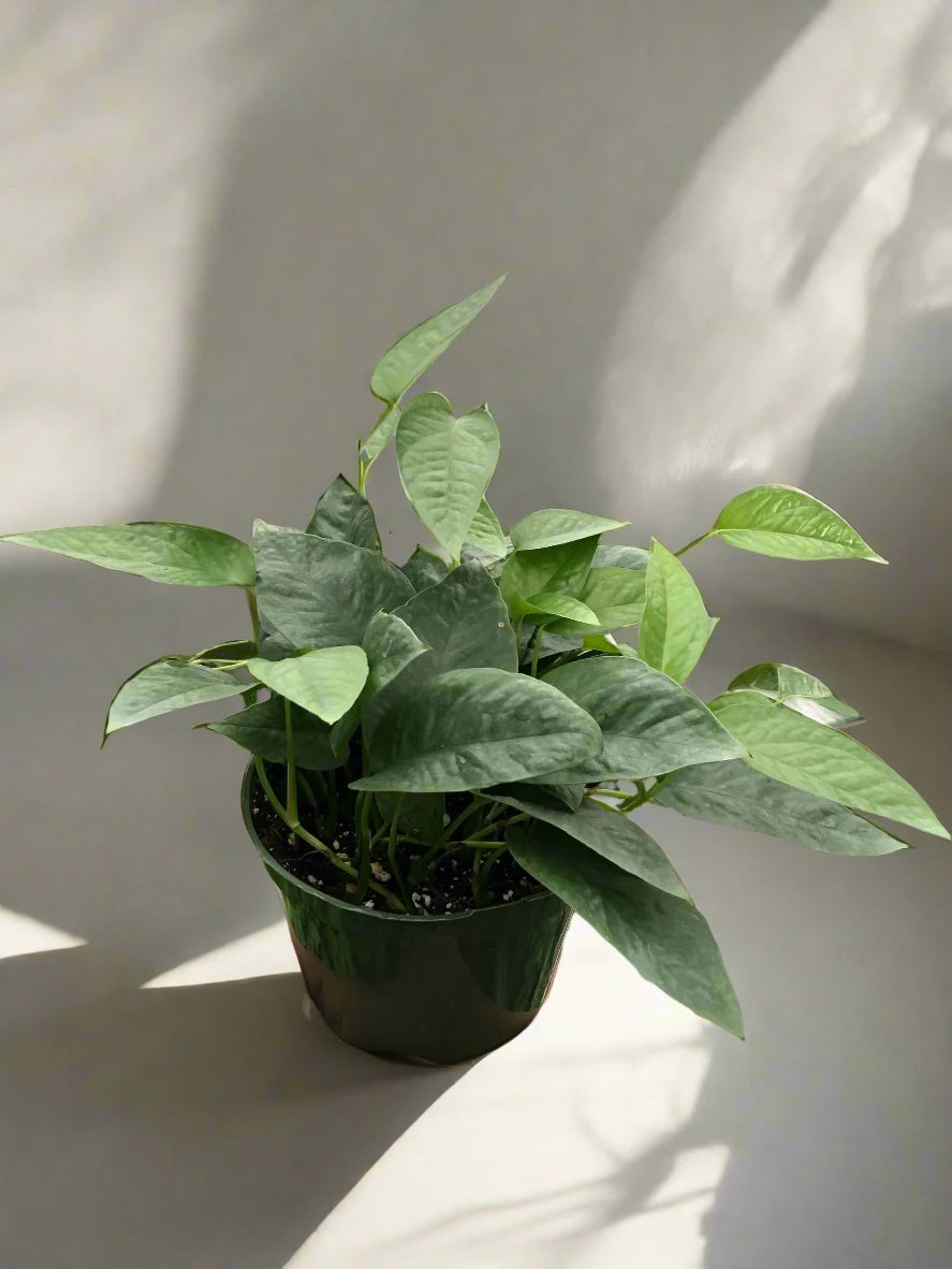 Pothos 'Cebu Blue'