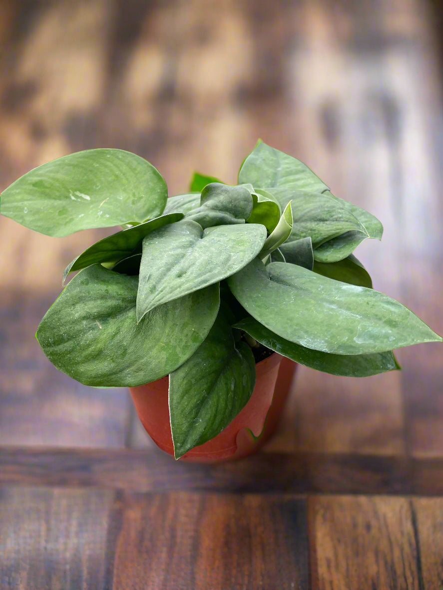 Pothos Jade Satin
