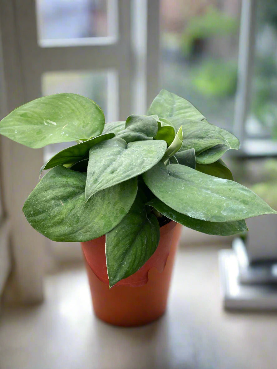 Pothos Jade Satin