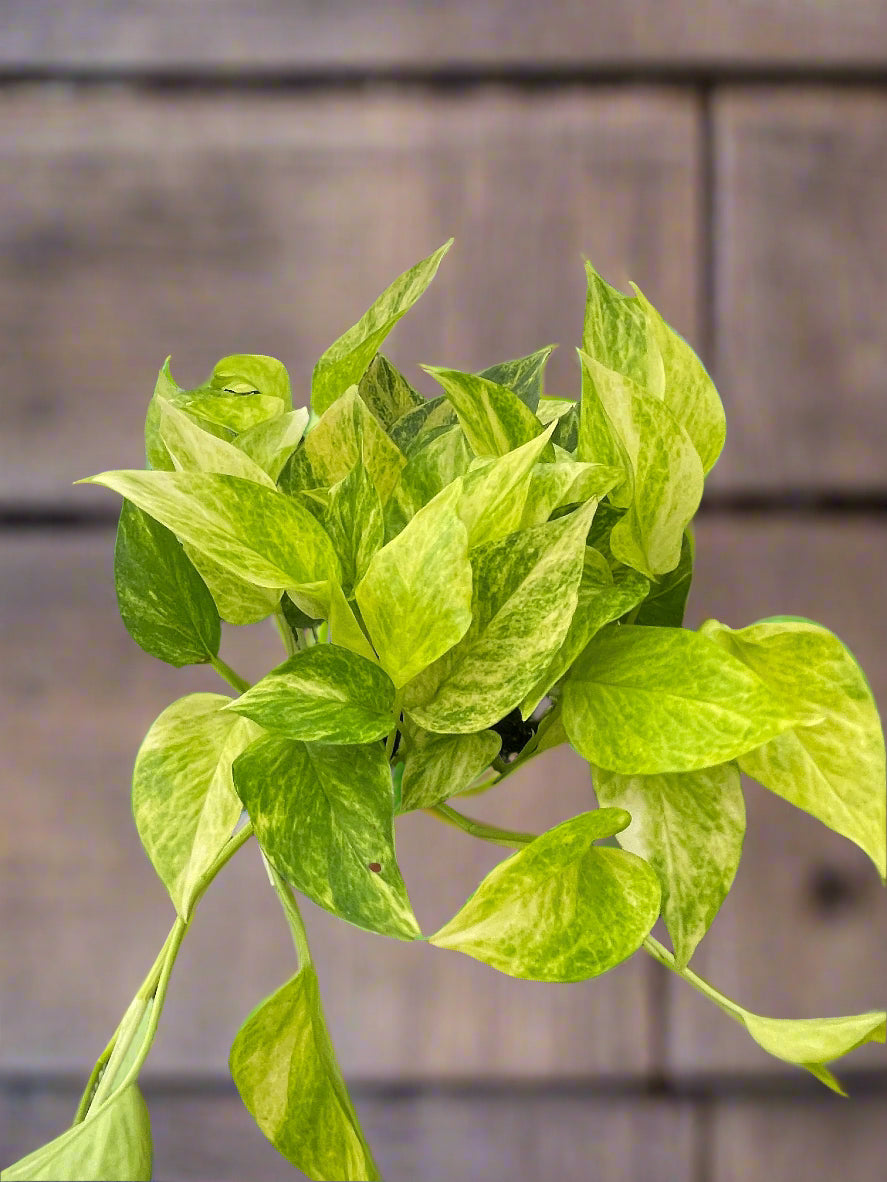 Pothos 'Neon Queen'