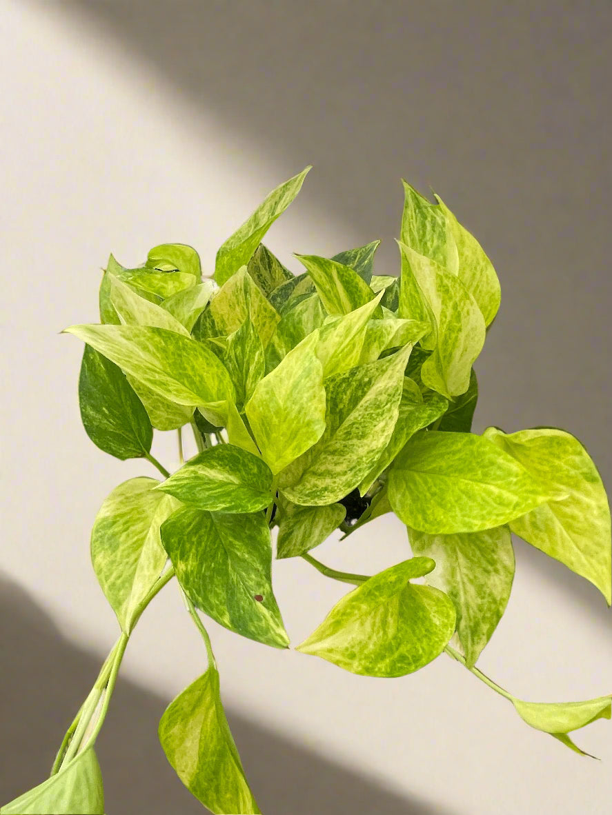 Pothos 'Neon Queen'