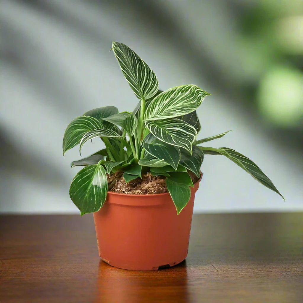 Philodendron 'Birkin'