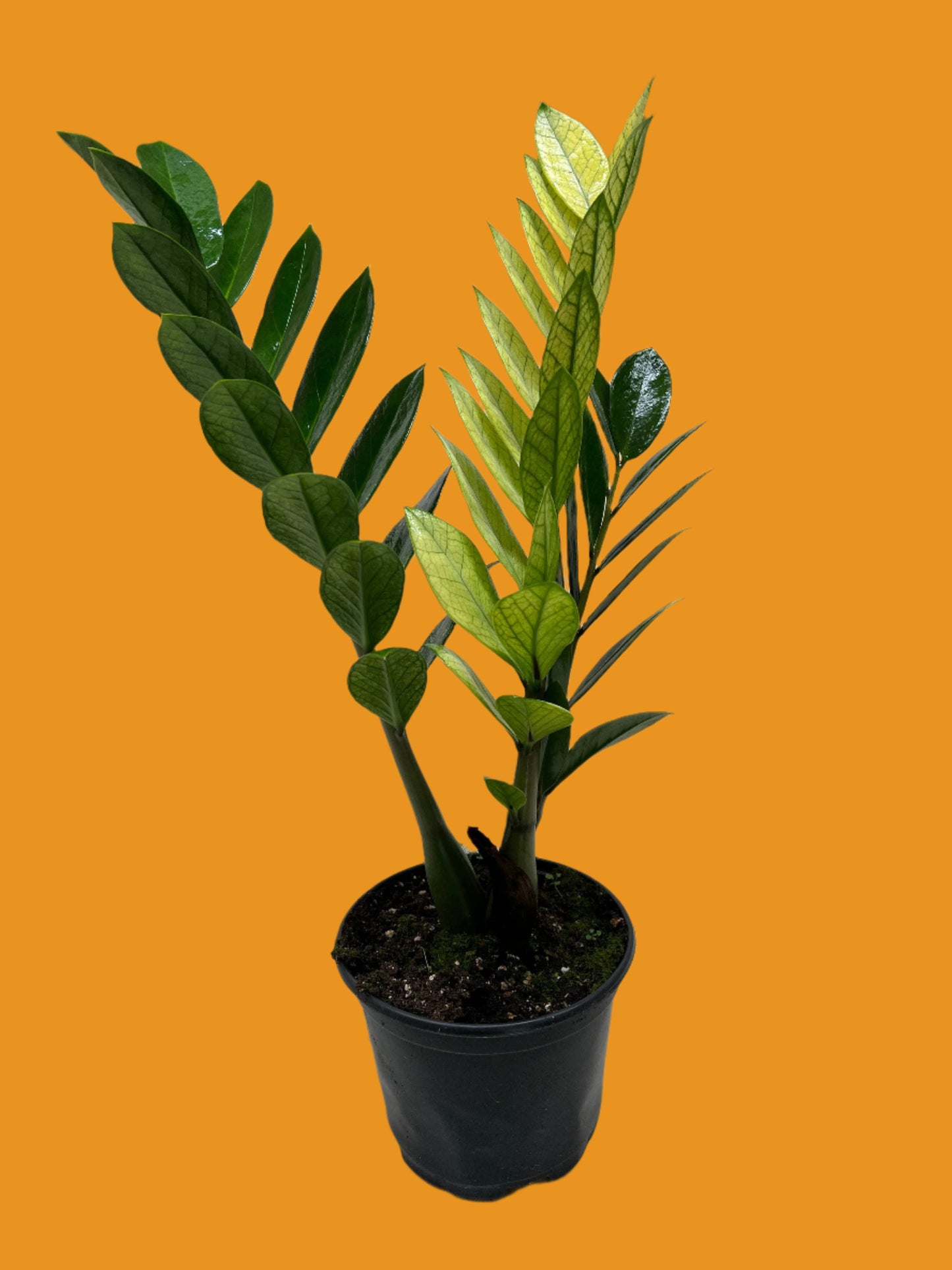 Zamioculcas 'Chameleon'