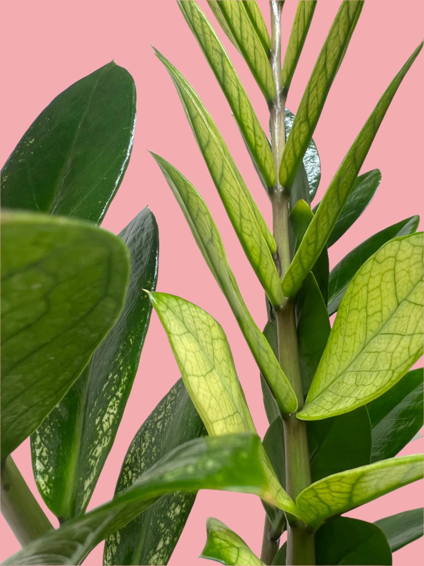 ZZ Chameleon ZZ Plant
