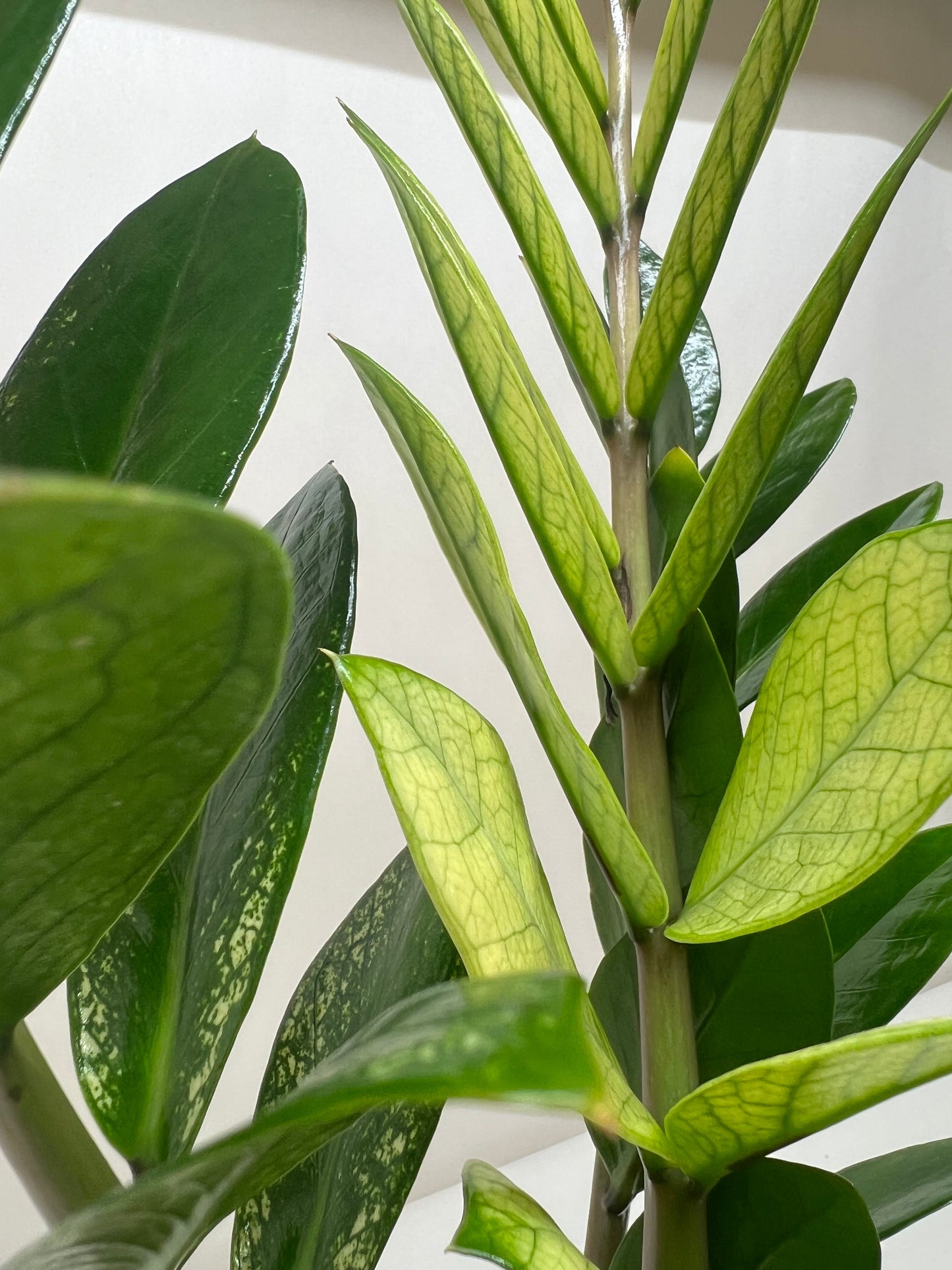 ZZ plant close up