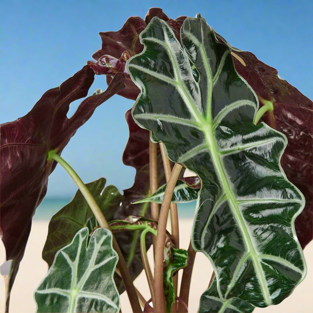 Alocasia Polly 'African Mask'