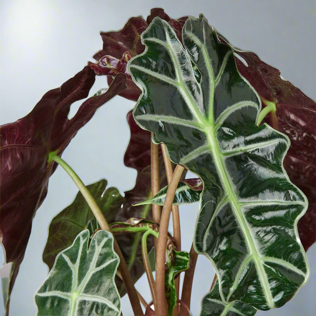 Alocasia Polly 'African Mask'