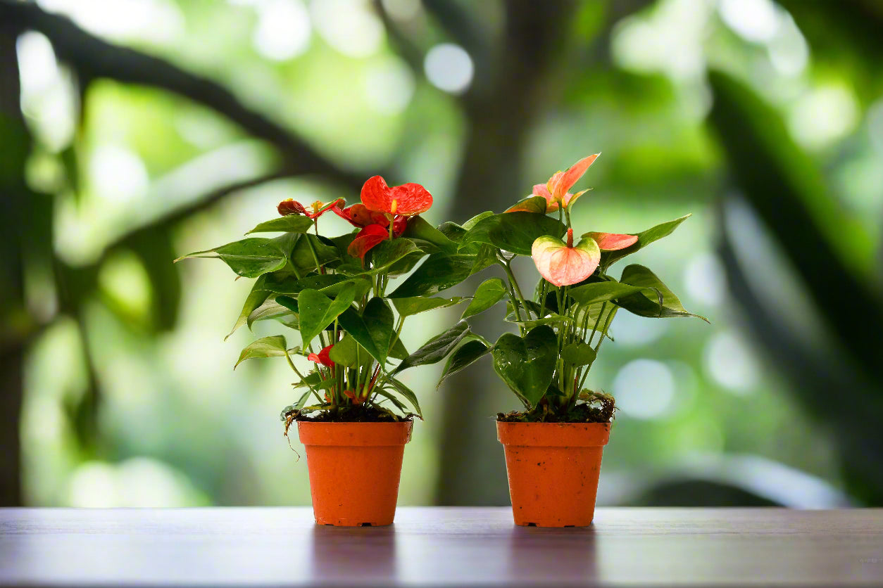 2 Anthurium Variety Pack - 4" Pots