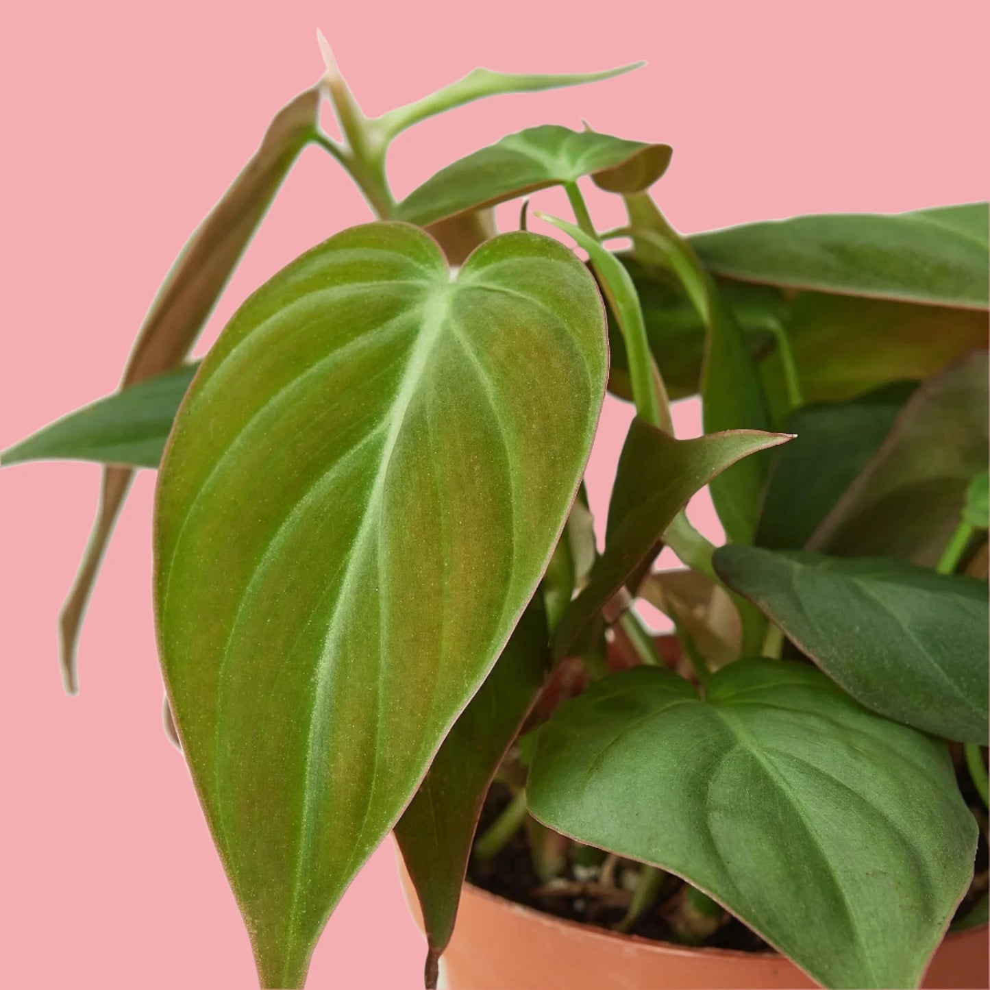Philodendron 'Velvet'