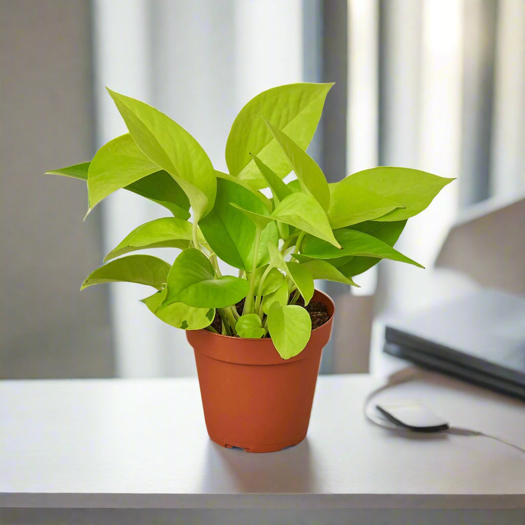 Pothos 'Neon'