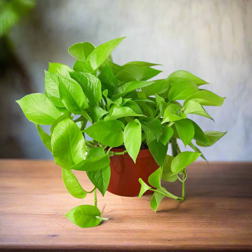 Pothos 'Neon'