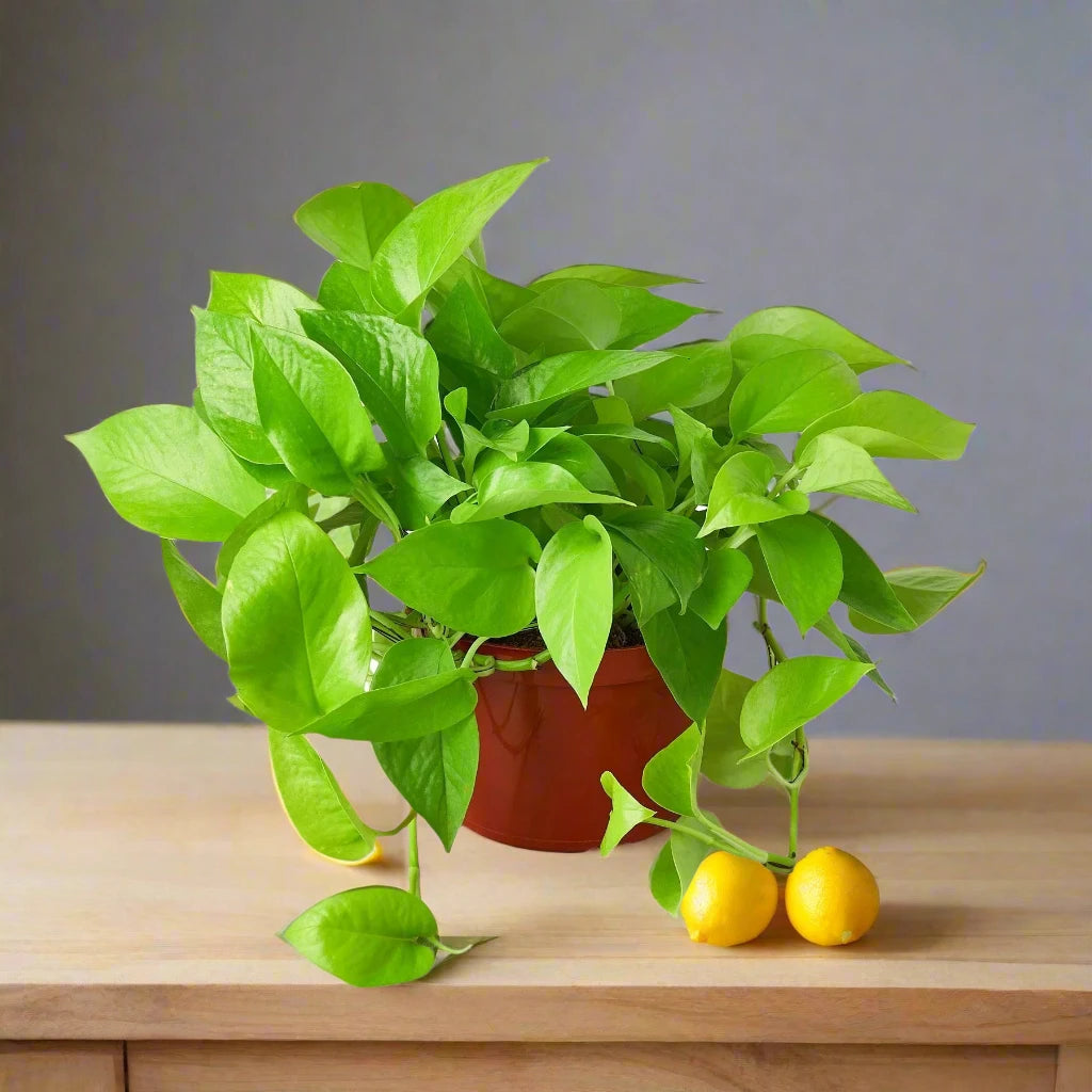 Pothos 'Neon'