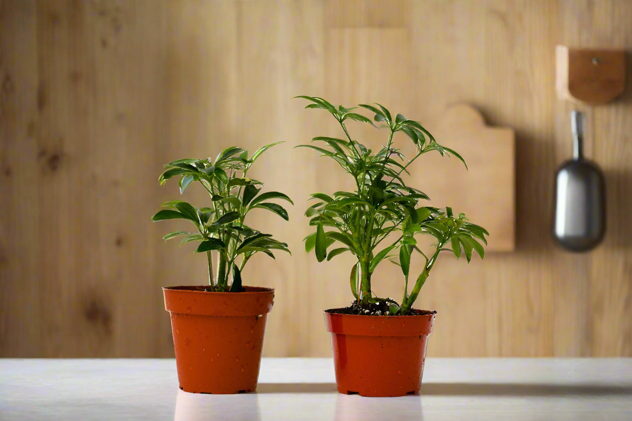 2 Different Schefflera Plants Variety Pack - 4" Pot