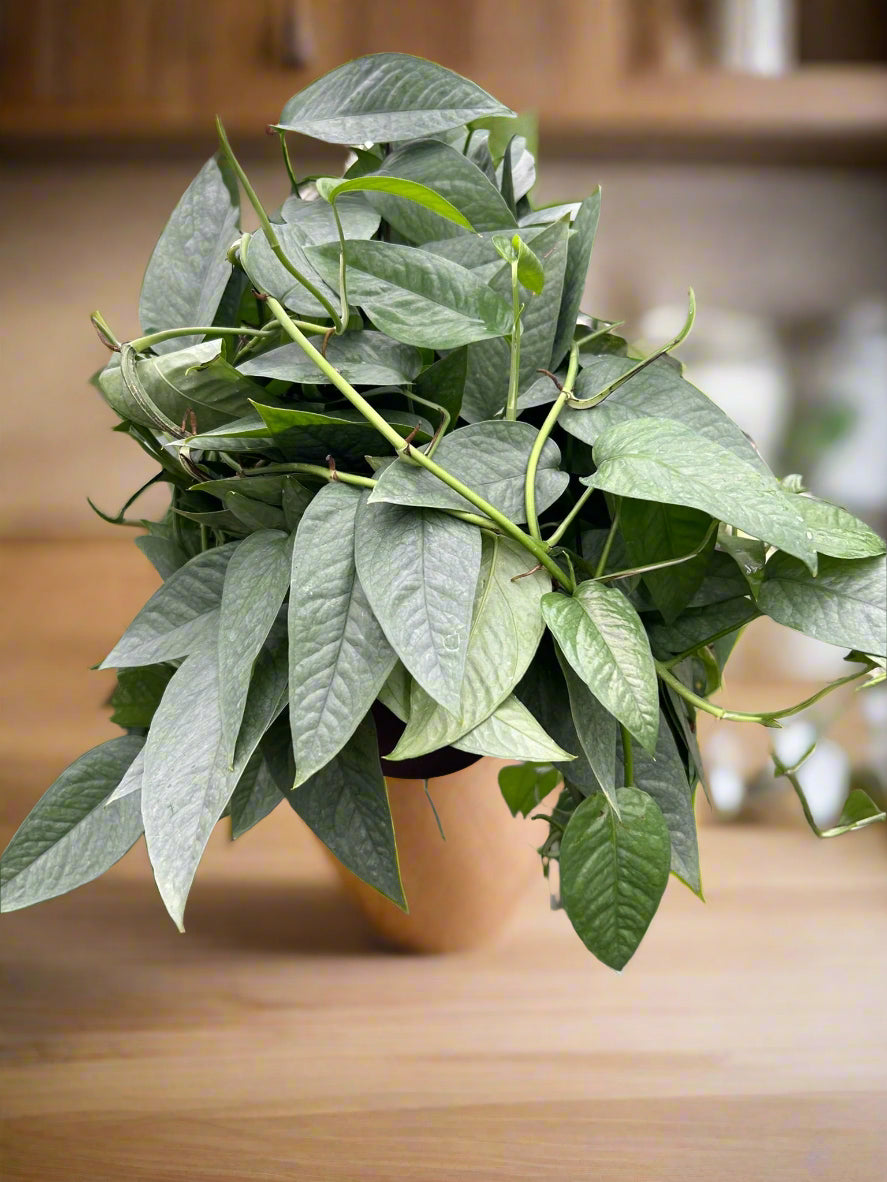 Pothos 'Cebu Blue'