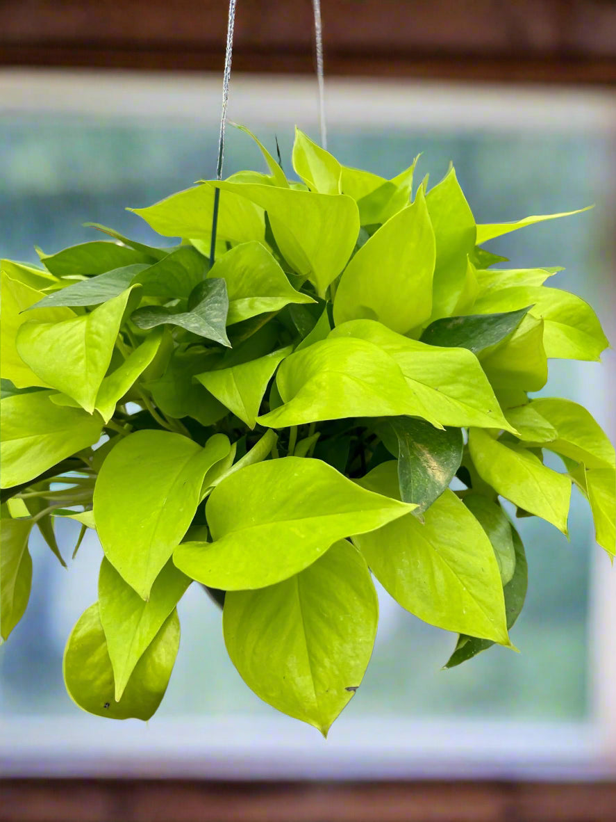 Pothos 'Neon'