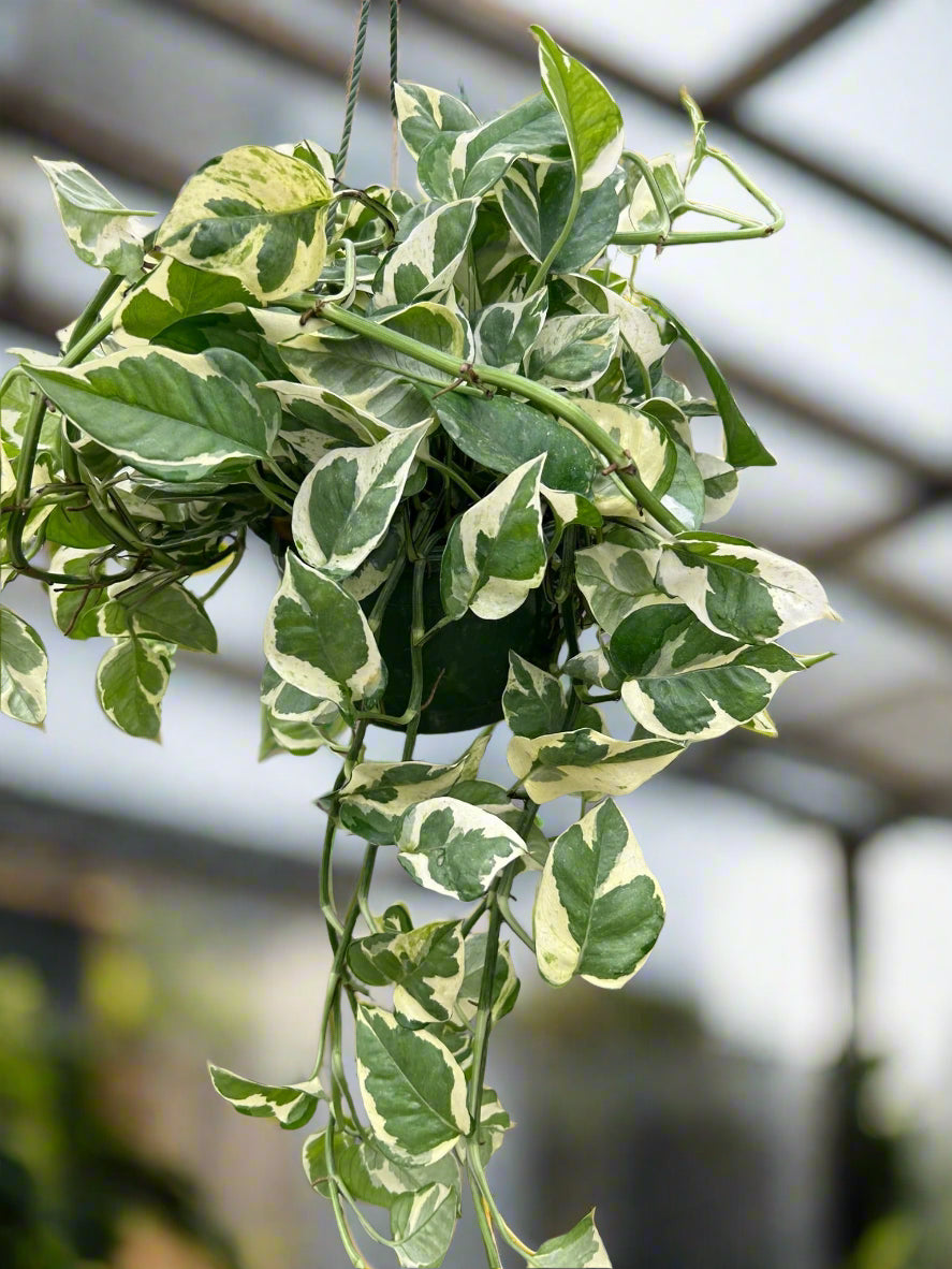 Pothos 'N'joy'