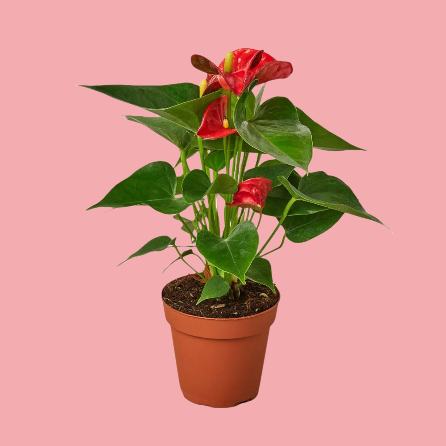 Anthurium 'Red'