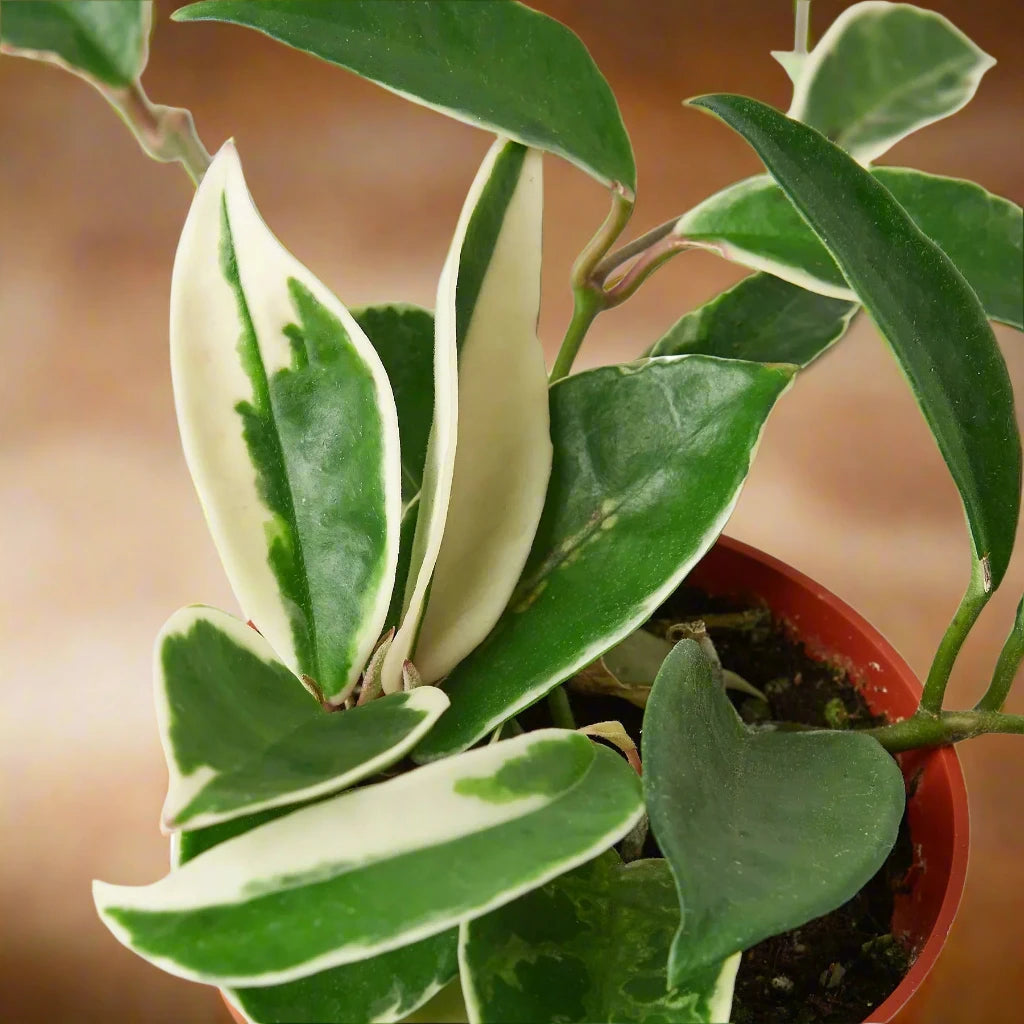 Hoya Carnosa 'Tricolor' Plant in Red Pot with Unique Leaf Patterns