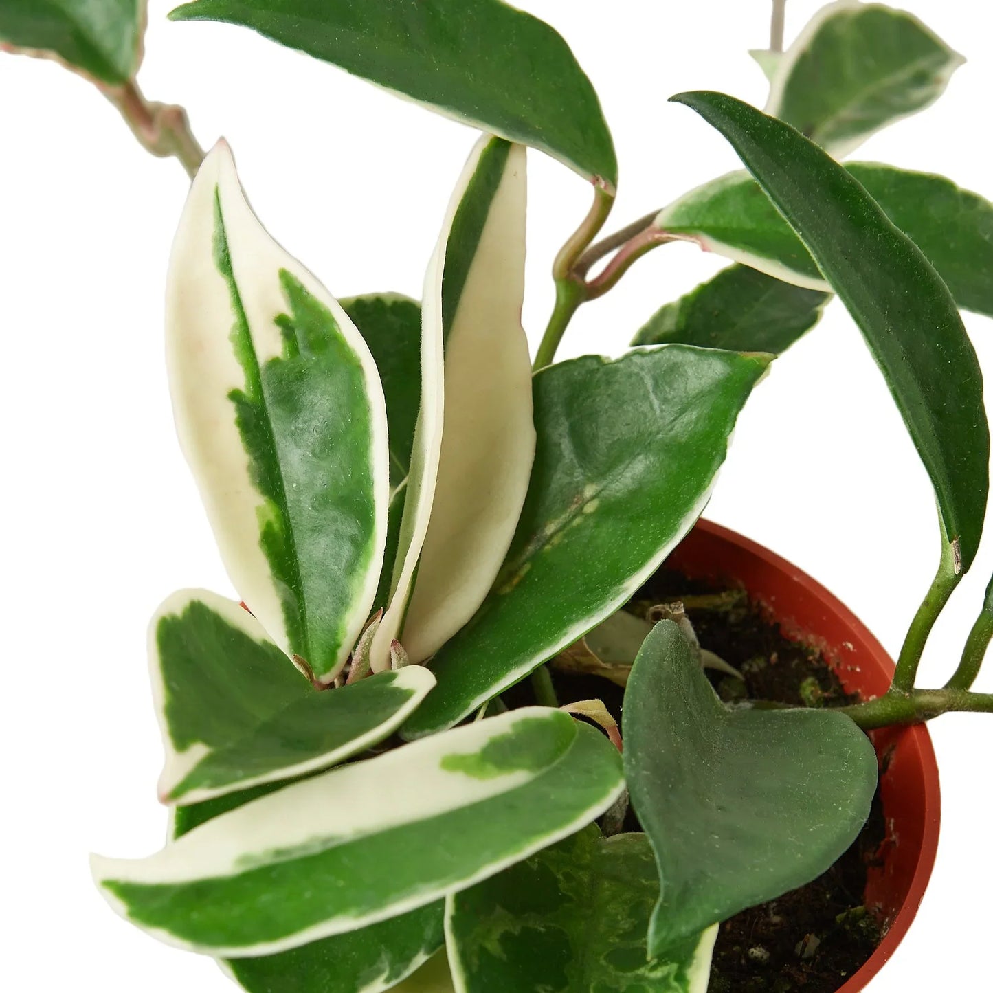 Hoya Carnosa 'Tricolor' Plant in Red Pot with Unique Leaf Patterns