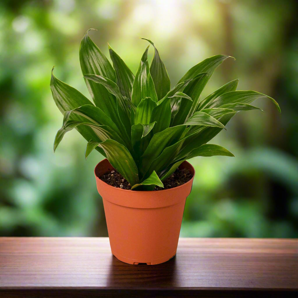 Dracaena 'Janet Craig'