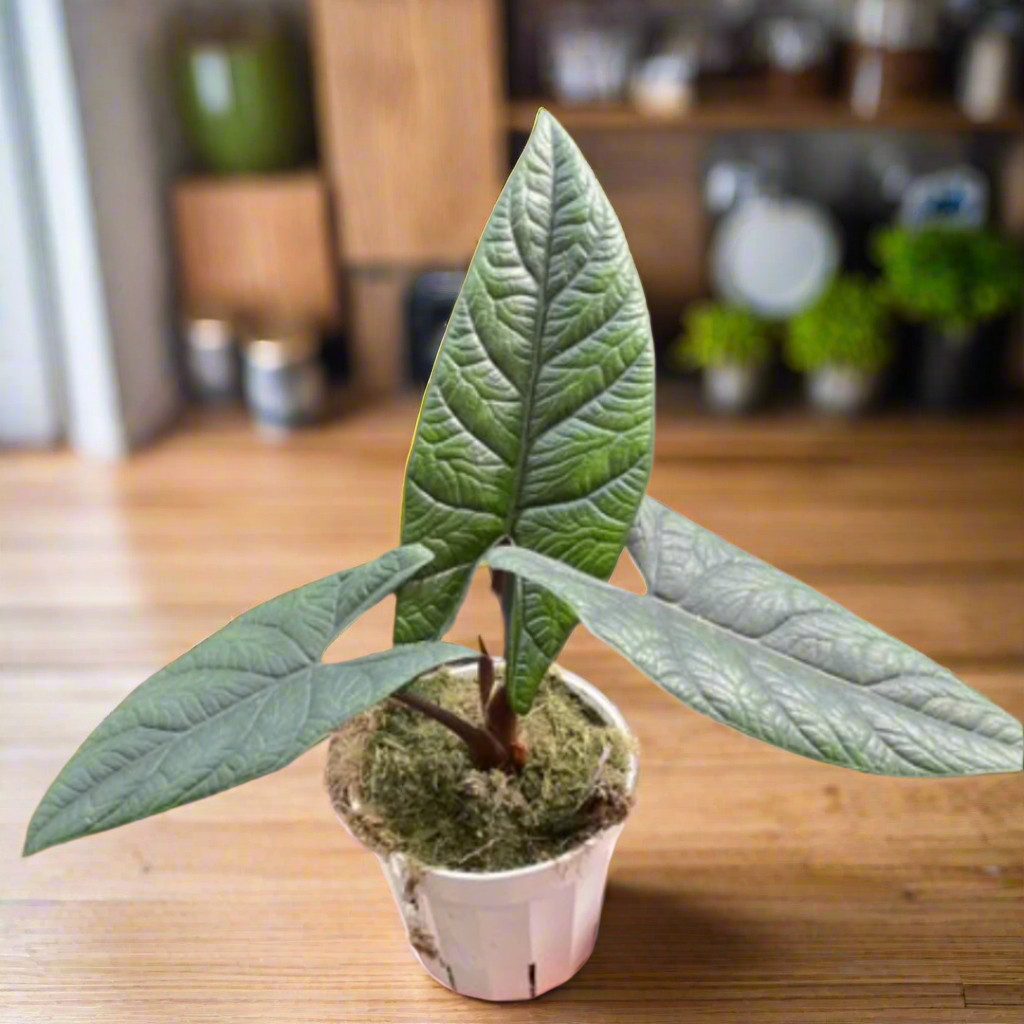 Alocasia 'Scalprum'