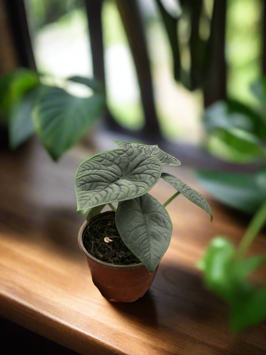 Alocasia 'Melo'