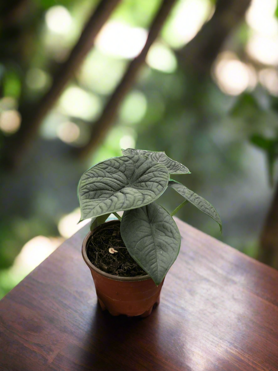 Alocasia 'Melo'