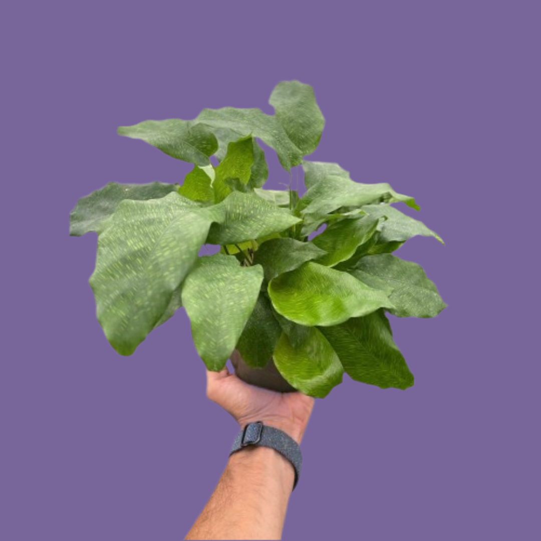 Calathea 'Musaica'