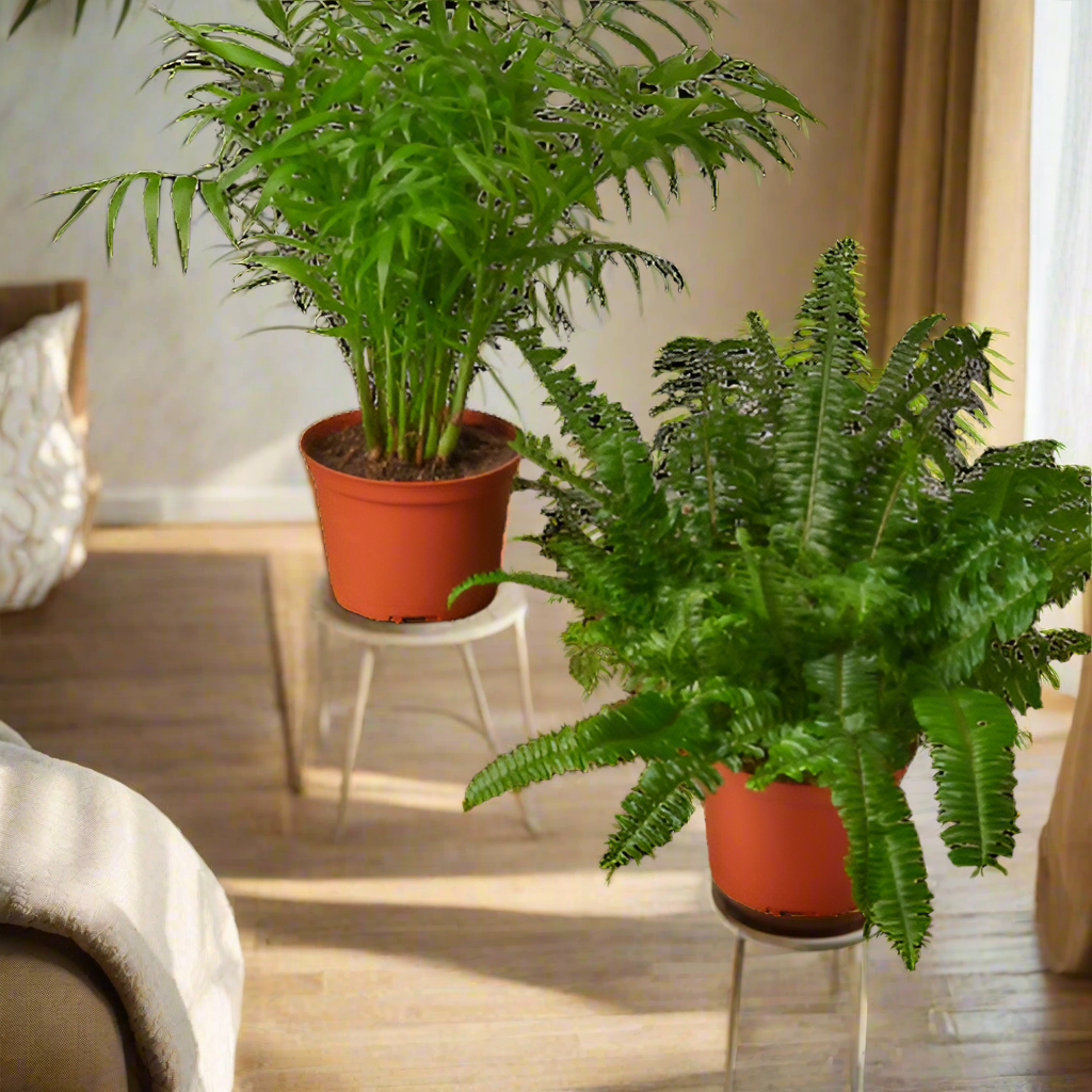 2 - 6" Pet Friendly Plants Premium Subscription box