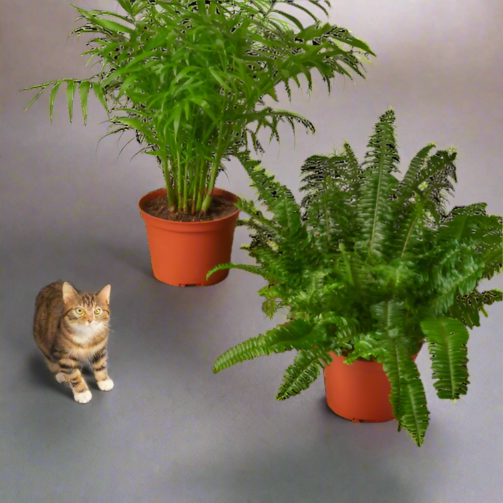 2 - 6" Pet Friendly Plants Premium Subscription box