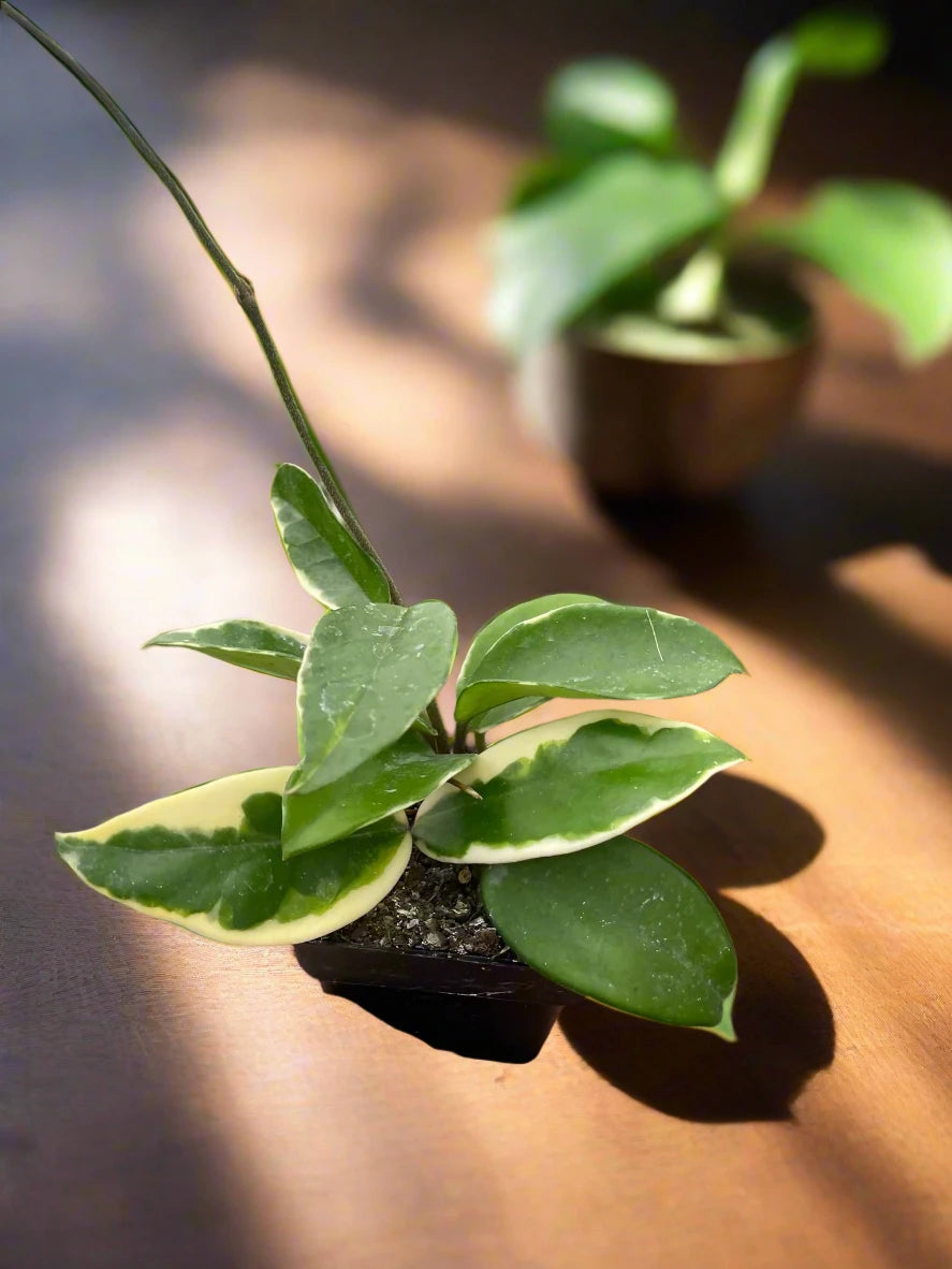 Hoya Carnosa 'Tricolor' Plant in Red Pot with Unique Leaf Patterns
