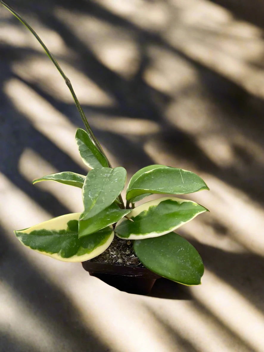 Hoya Carnosa 'Tricolor' Plant in Red Pot with Unique Leaf Patterns