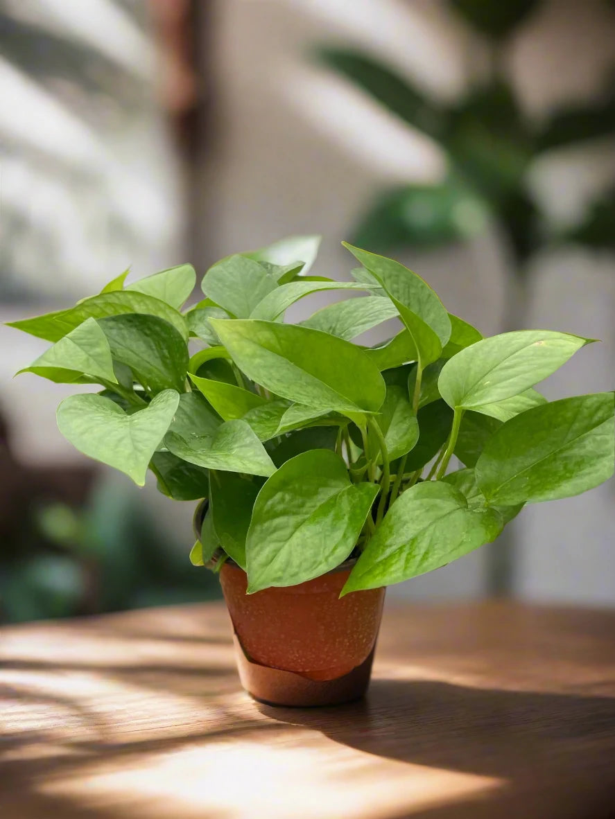 Pothos 'Green Queen'