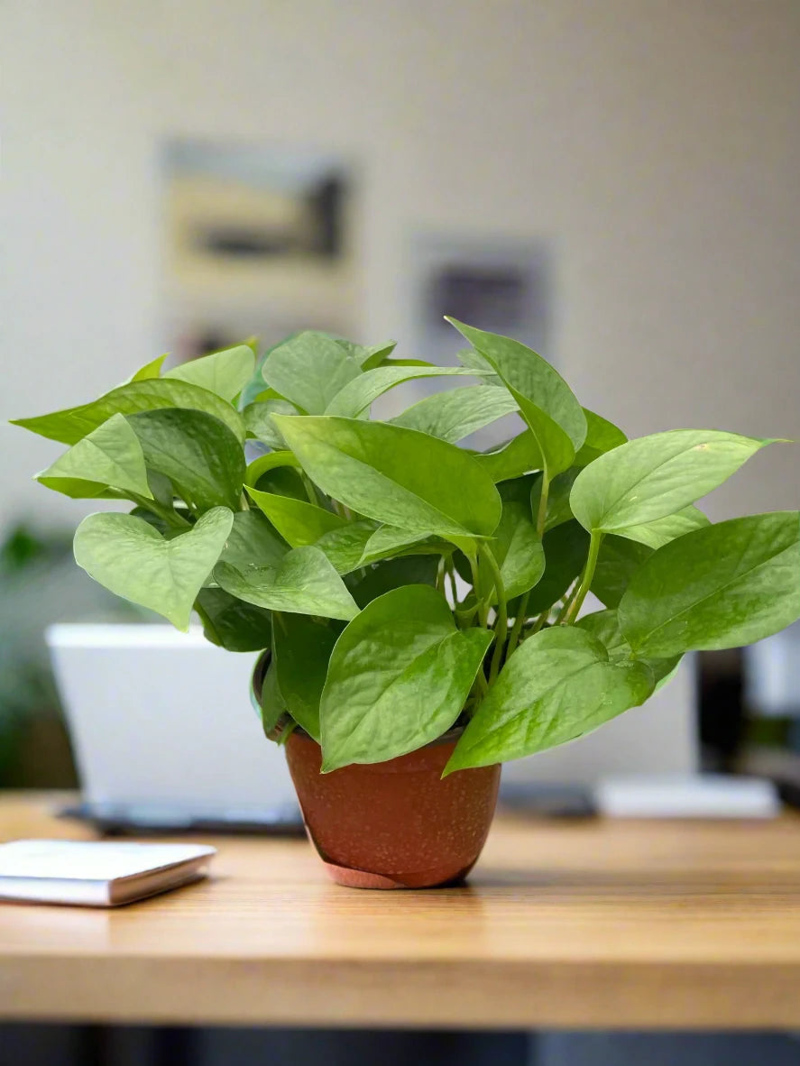 Pothos 'Green Queen'