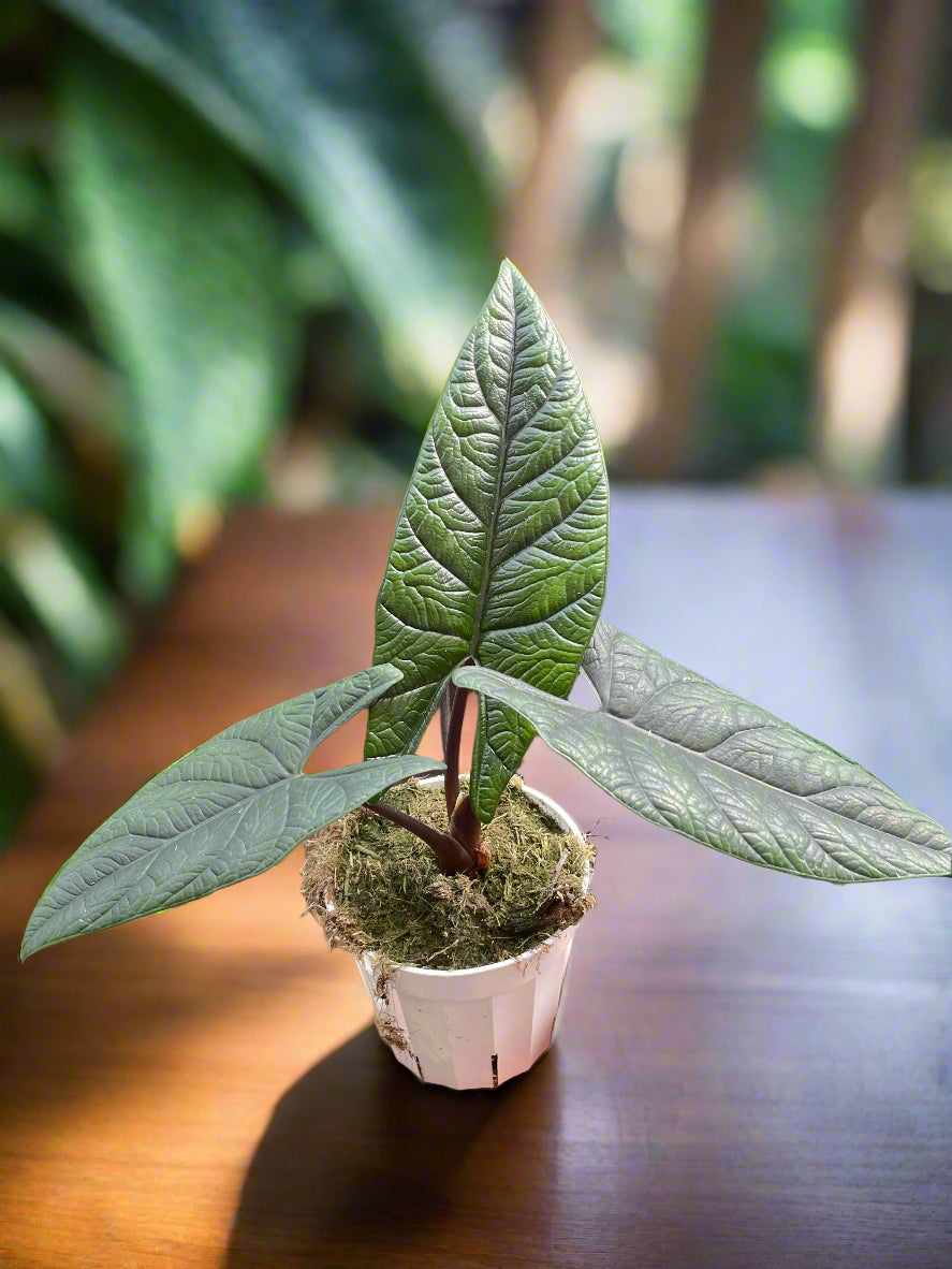Alocasia 'Scalprum'