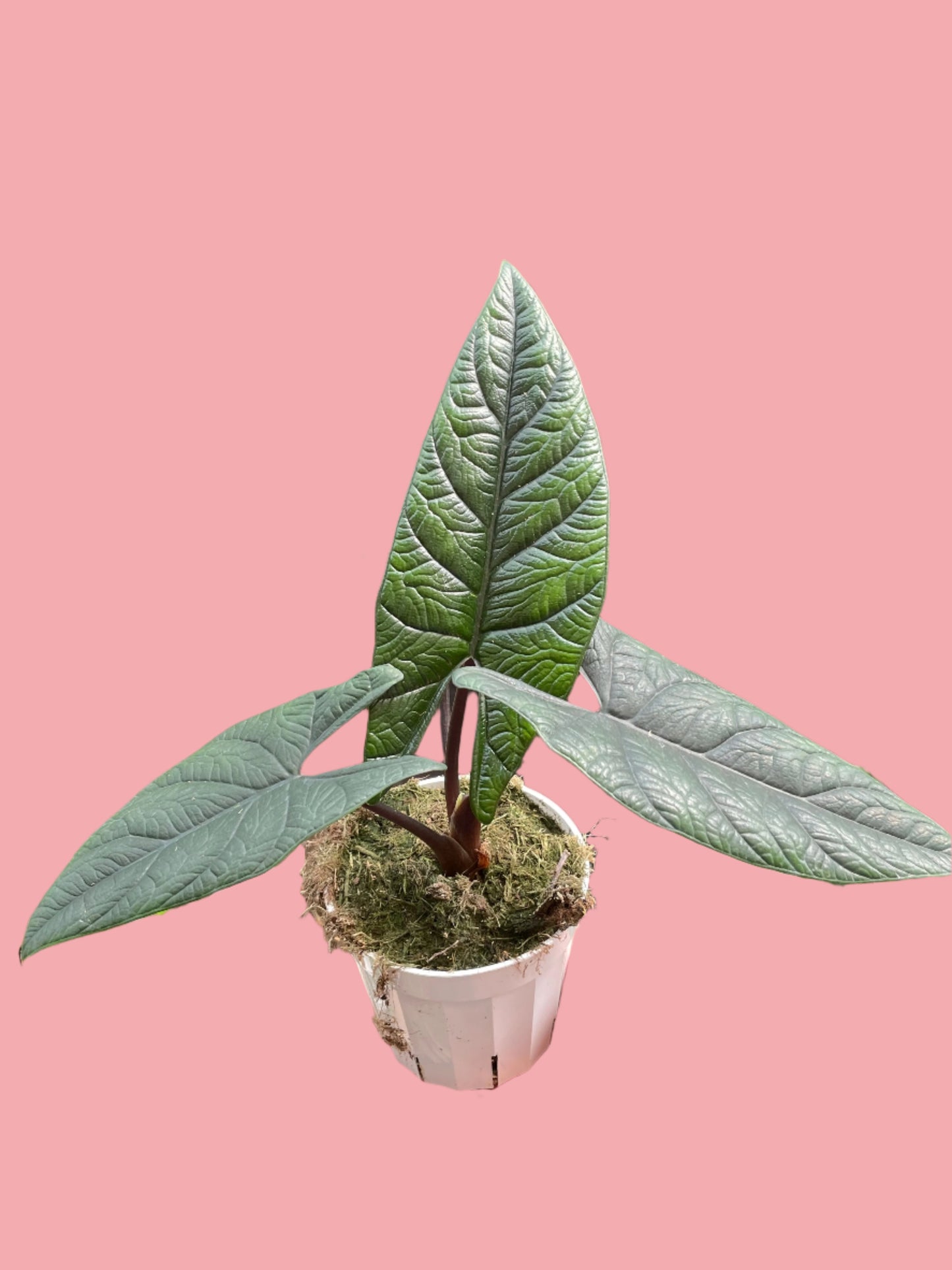 Alocasia 'Scalprum'