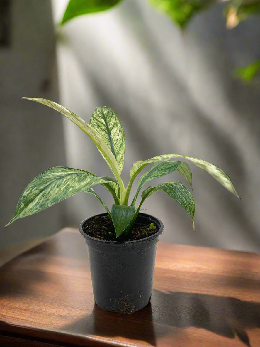 Spathiphyllum Jessica